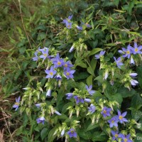 Exacum trinervium (L.) Druce